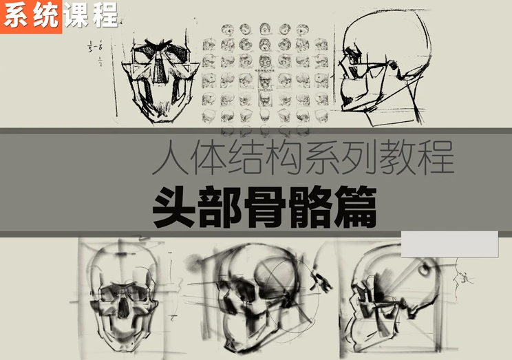 祝凯素描课程·硬性知识·头部骨骼  第1张