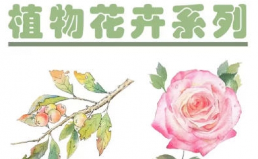 吴小迪水彩植物花卉美食系统课