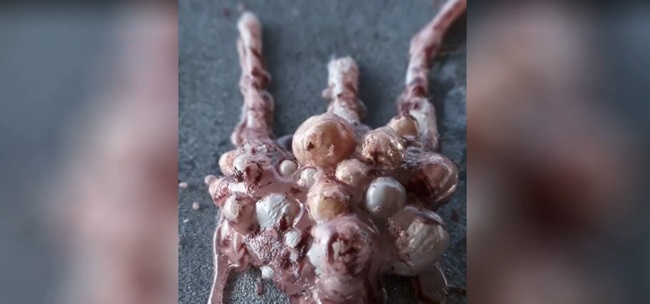 Motion Designers Academy – Mastering Houdini on a new level: The Symbiote Creature